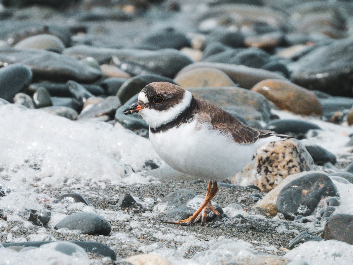 Semipalmated Plover - ML620582114