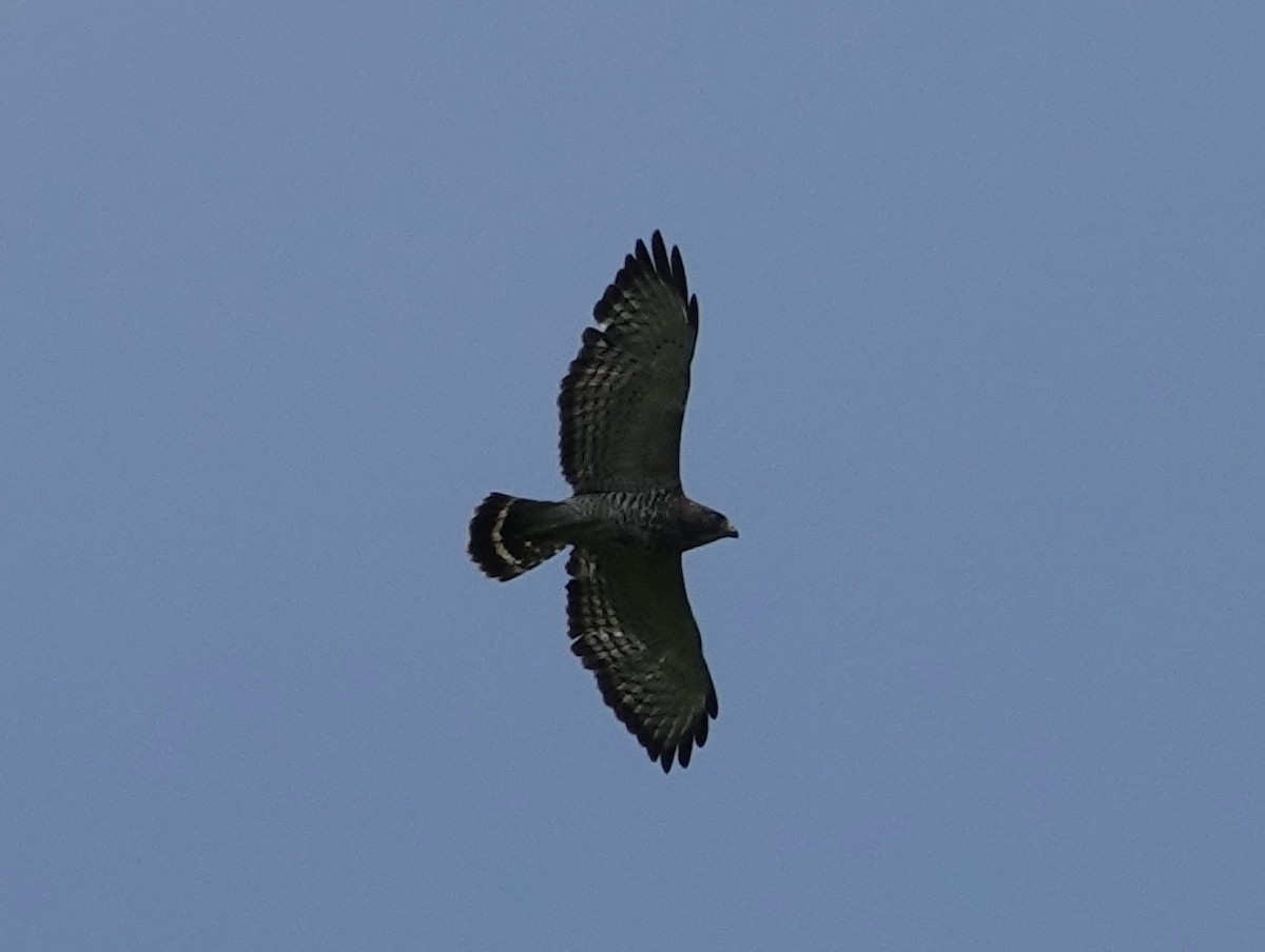 Broad-winged Hawk - ML620582117