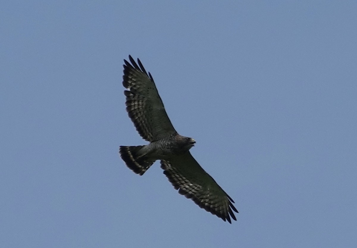 Broad-winged Hawk - ML620582118