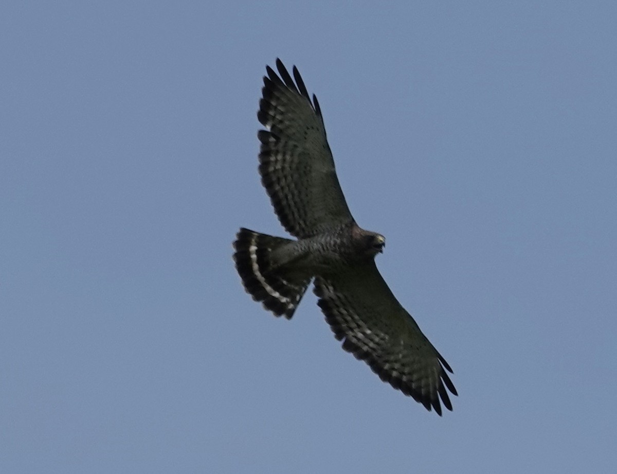 Broad-winged Hawk - ML620582119