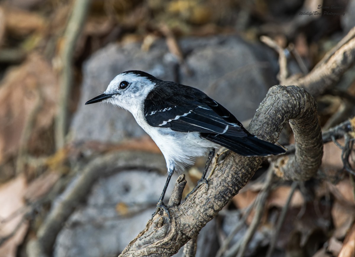 Black-backed Water-Tyrant - ML620582122