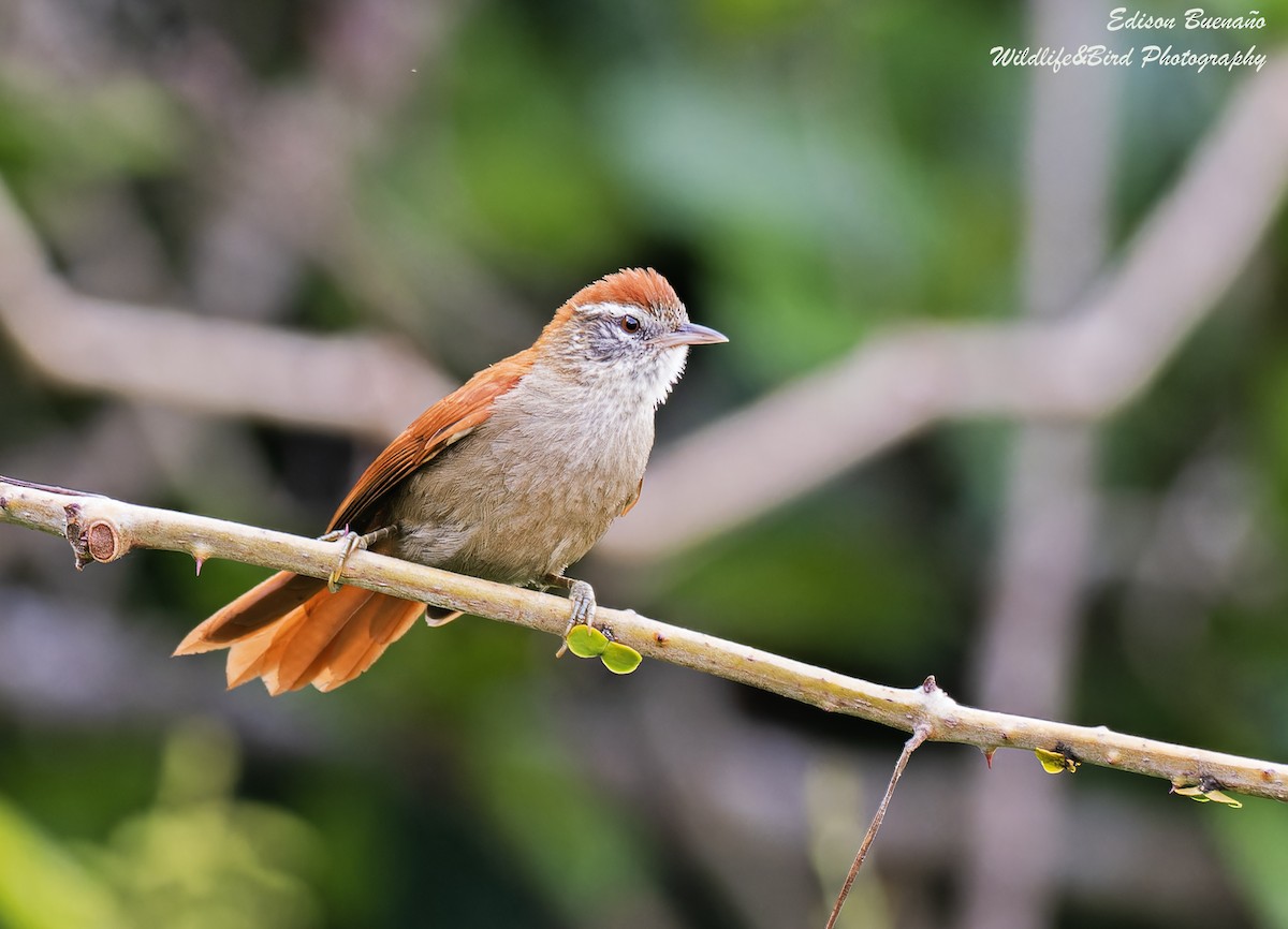 Rusty-backed Spinetail - ML620582142