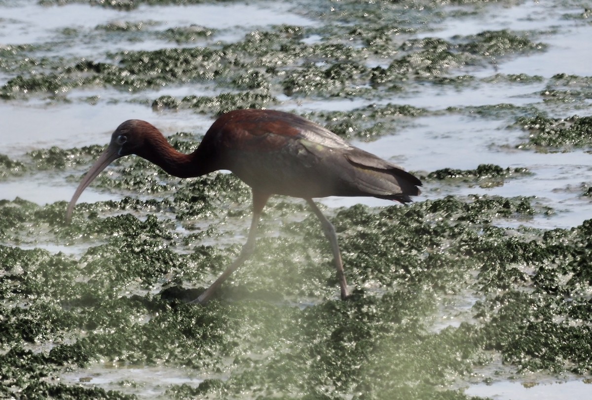 ibis hnědý - ML620582143