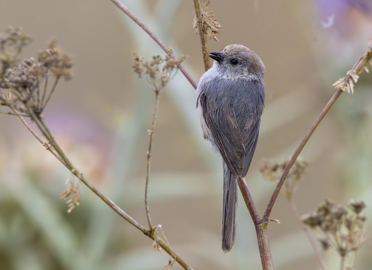 Bushtit - ML620582146