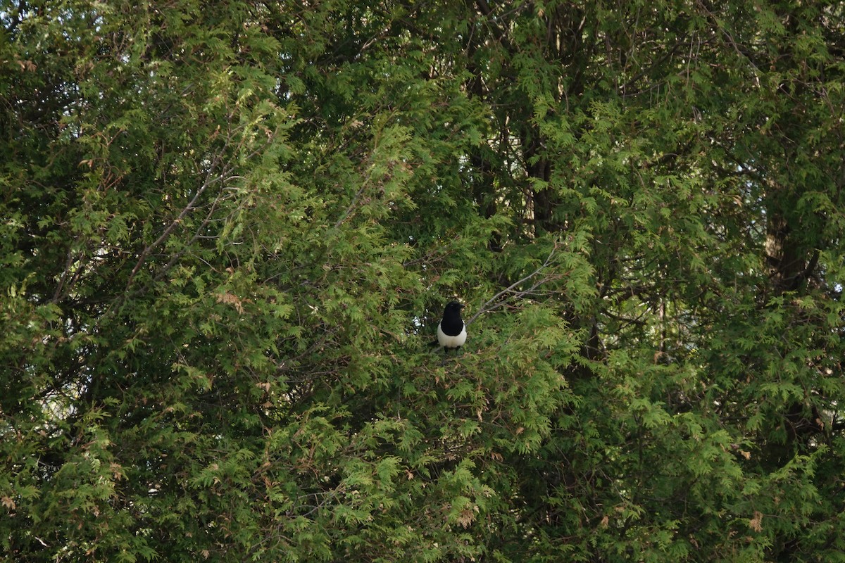 Black-billed Magpie - ML620582147