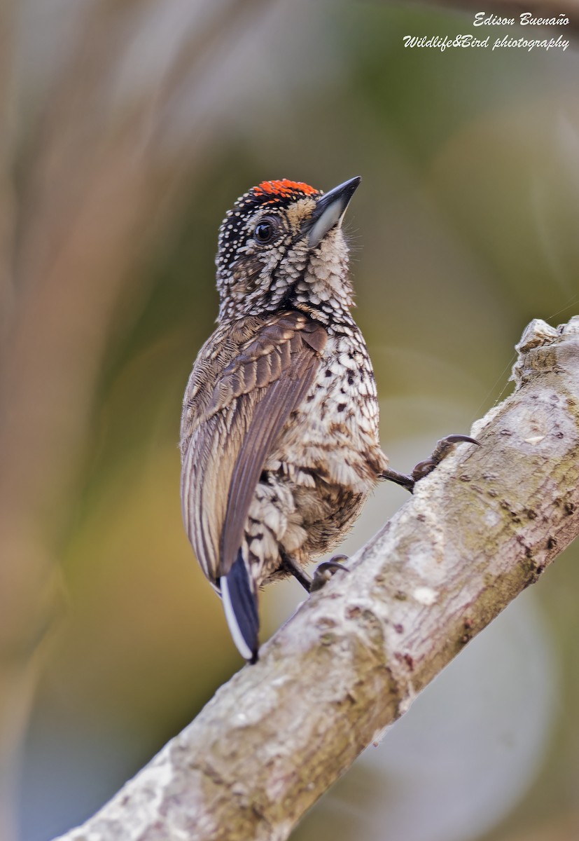 White-wedged Piculet - ML620582165