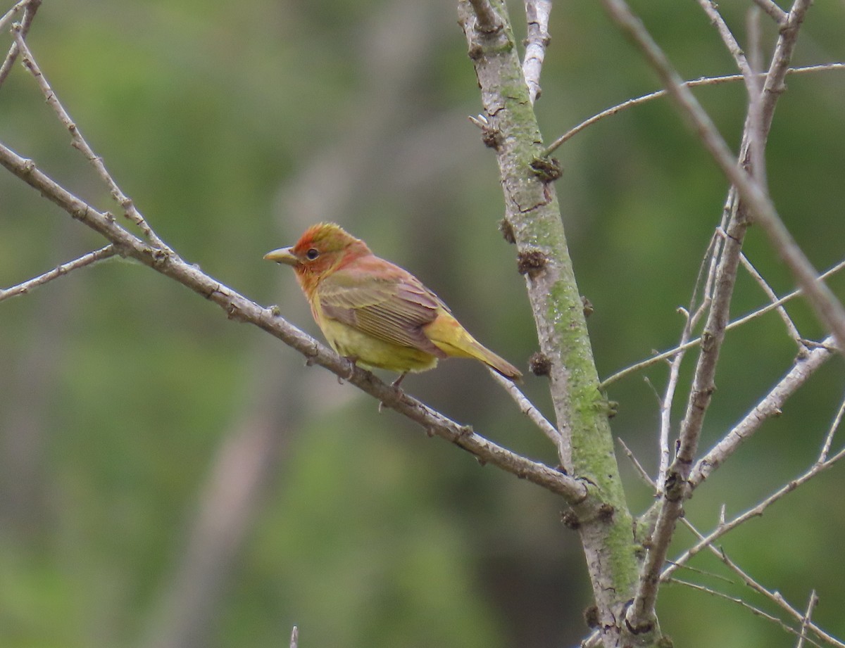 Summer Tanager - ML620582171