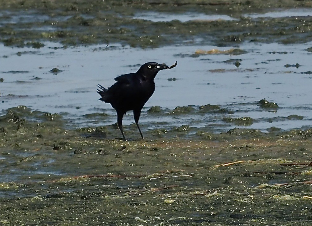 Boat-tailed Grackle - ML620582177