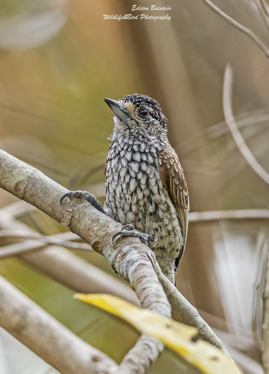 White-wedged Piculet - ML620582179