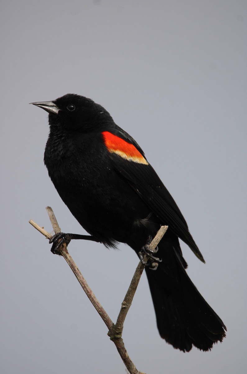 Red-winged Blackbird - ML620582182