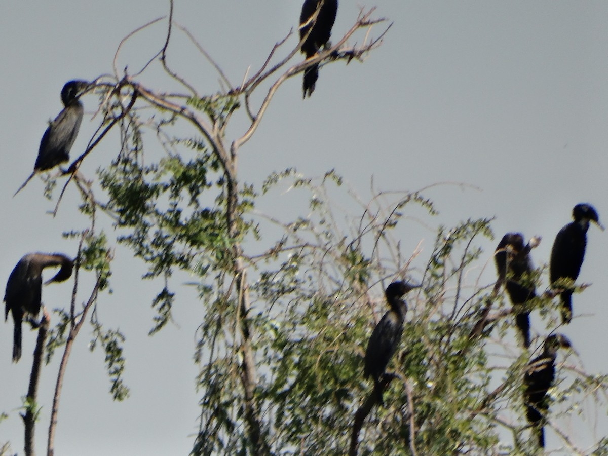 Neotropic Cormorant - ML620582196