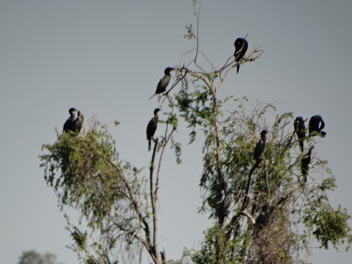 Neotropic Cormorant - ML620582197