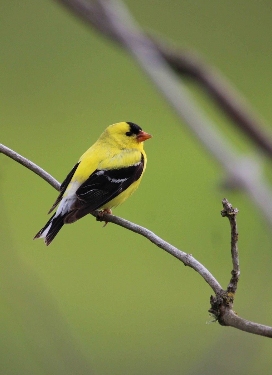 American Goldfinch - ML620582198