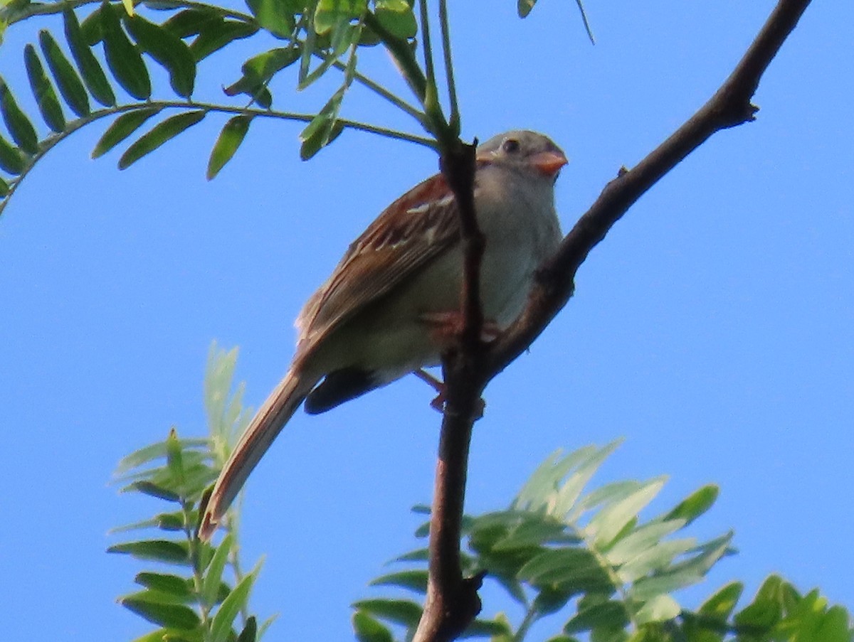 Field Sparrow - ML620582199