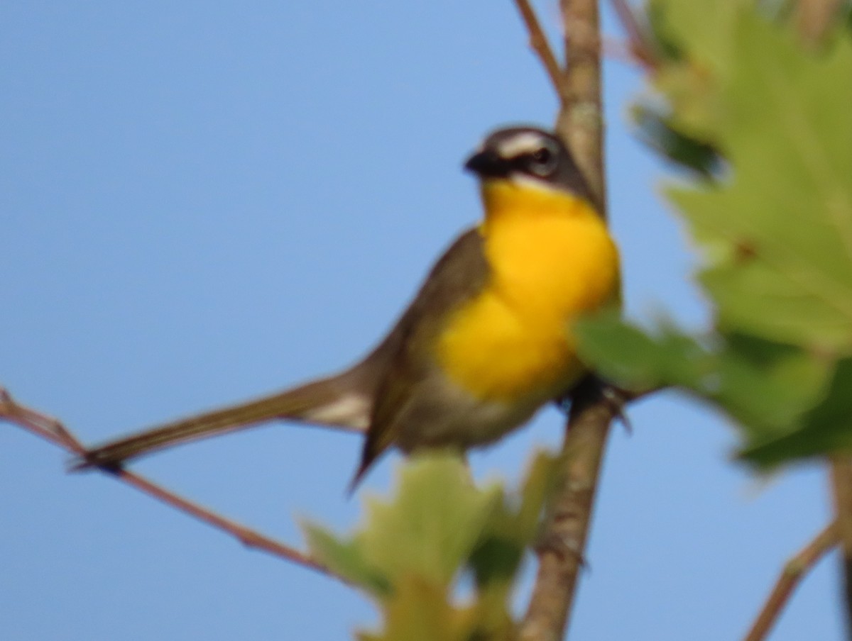 Yellow-breasted Chat - ML620582207