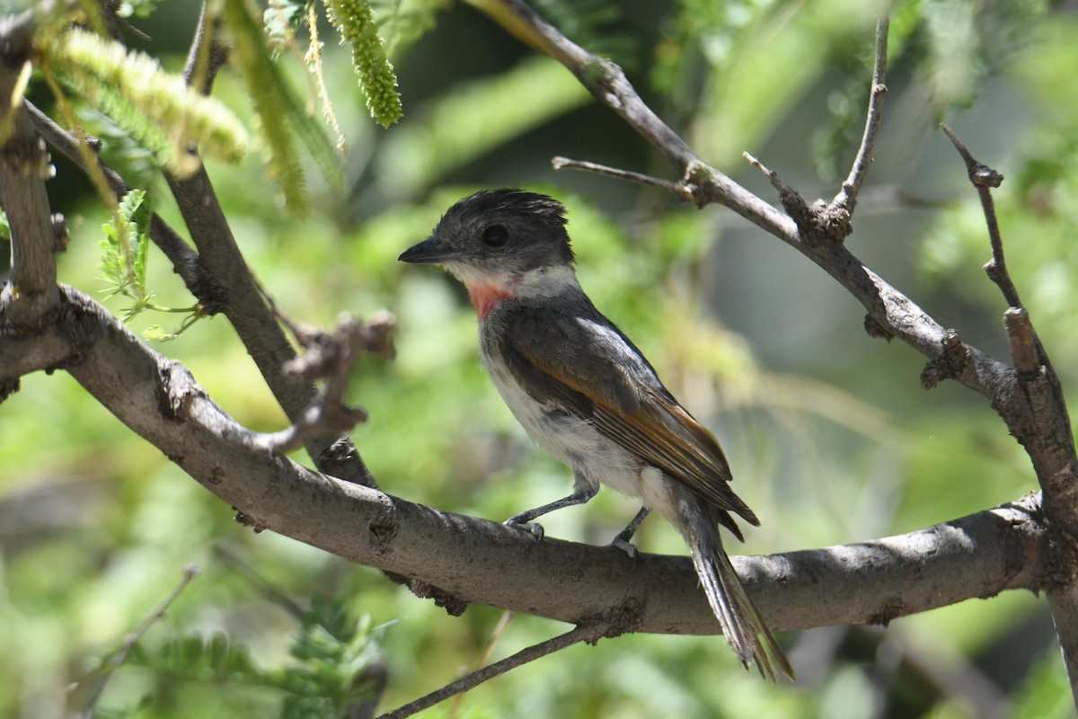 Rose-throated Becard - ML620582208