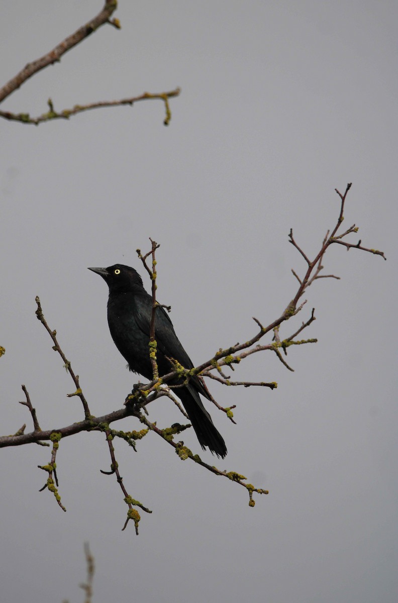 Brewer's Blackbird - ML620582210