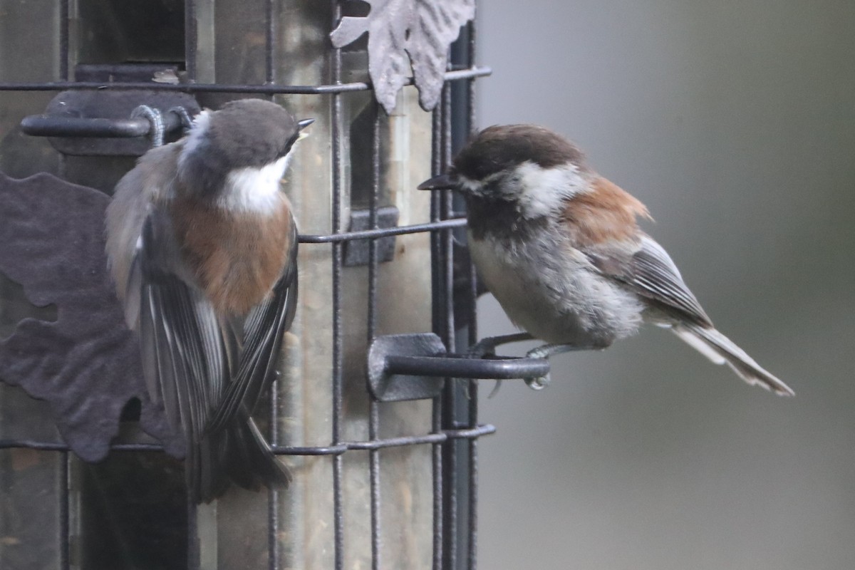 Chestnut-backed Chickadee - ML620582212