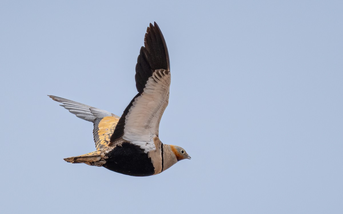 Black-bellied Sandgrouse - ML620582213