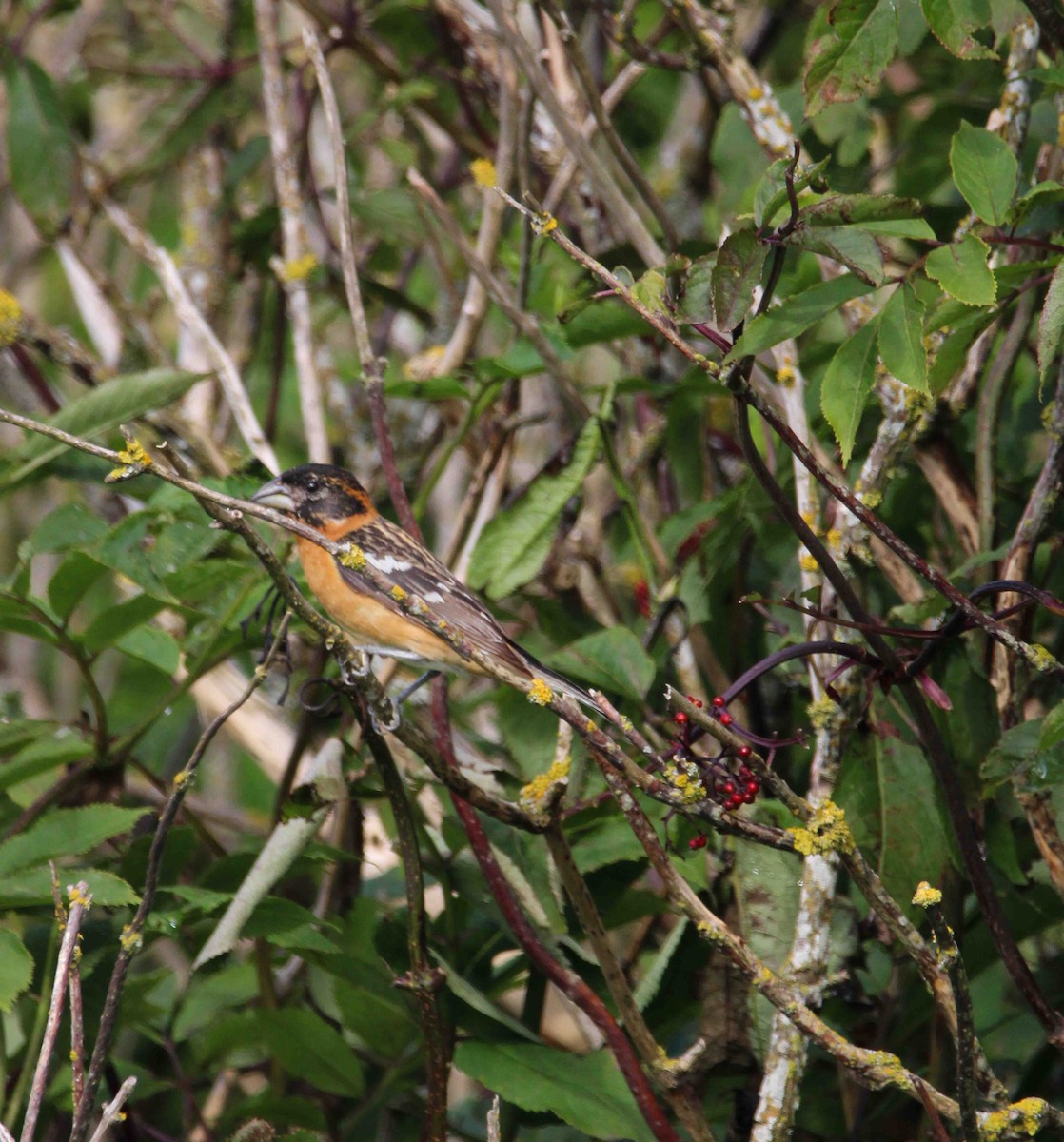 Black-headed Grosbeak - ML620582214