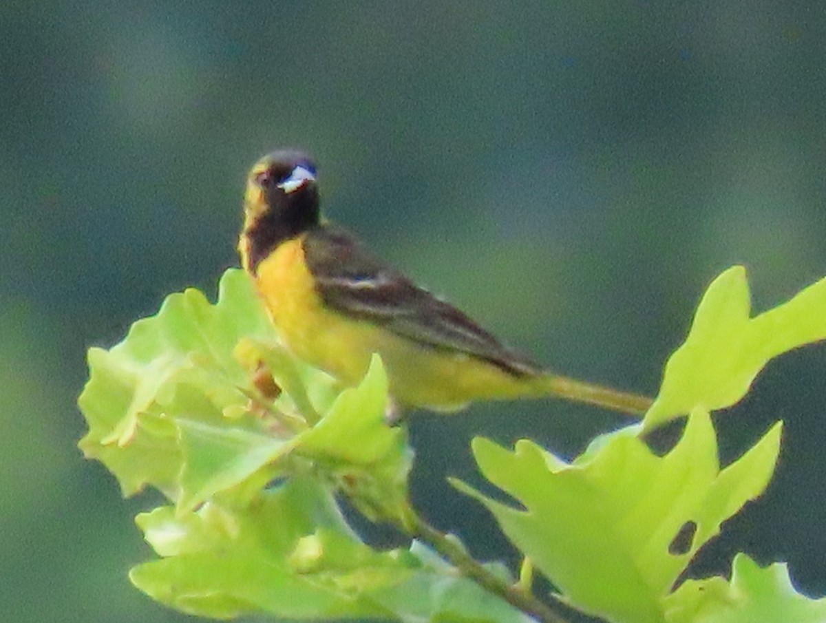 Orchard Oriole - ML620582219