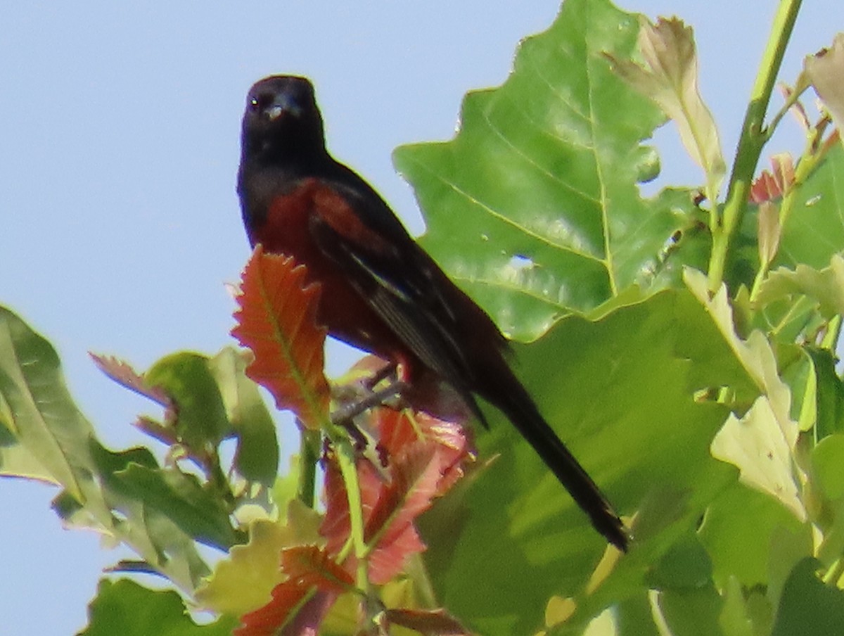 Orchard Oriole - ML620582220