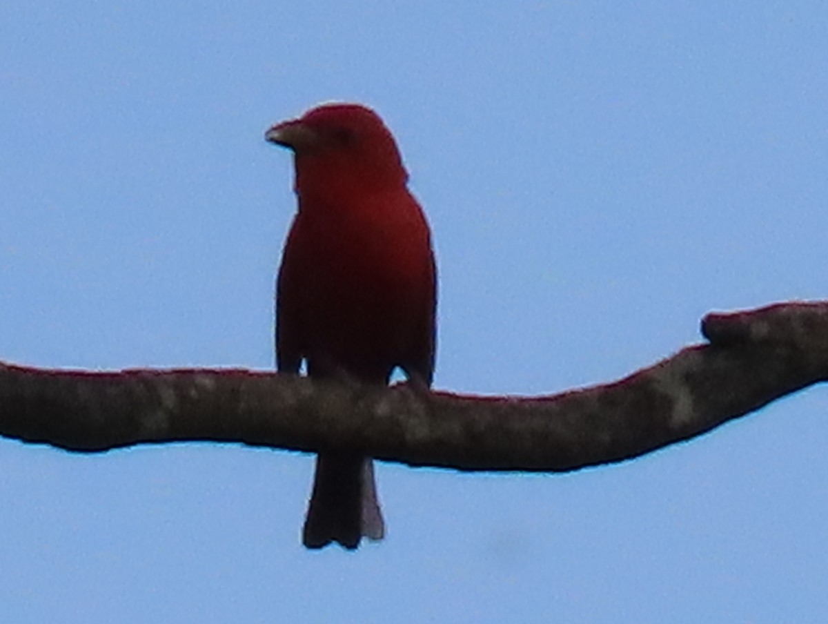 Summer Tanager - ML620582236