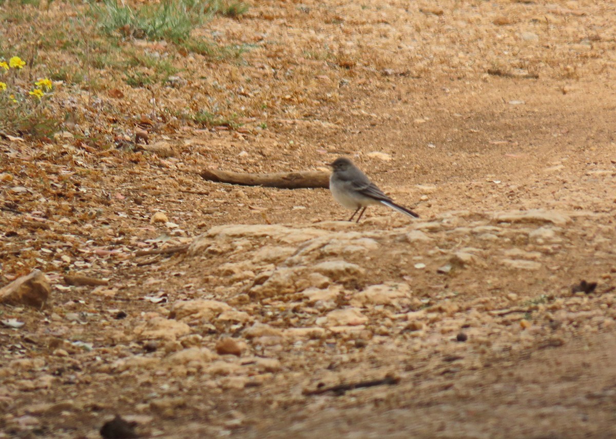 White Wagtail - ML620582238