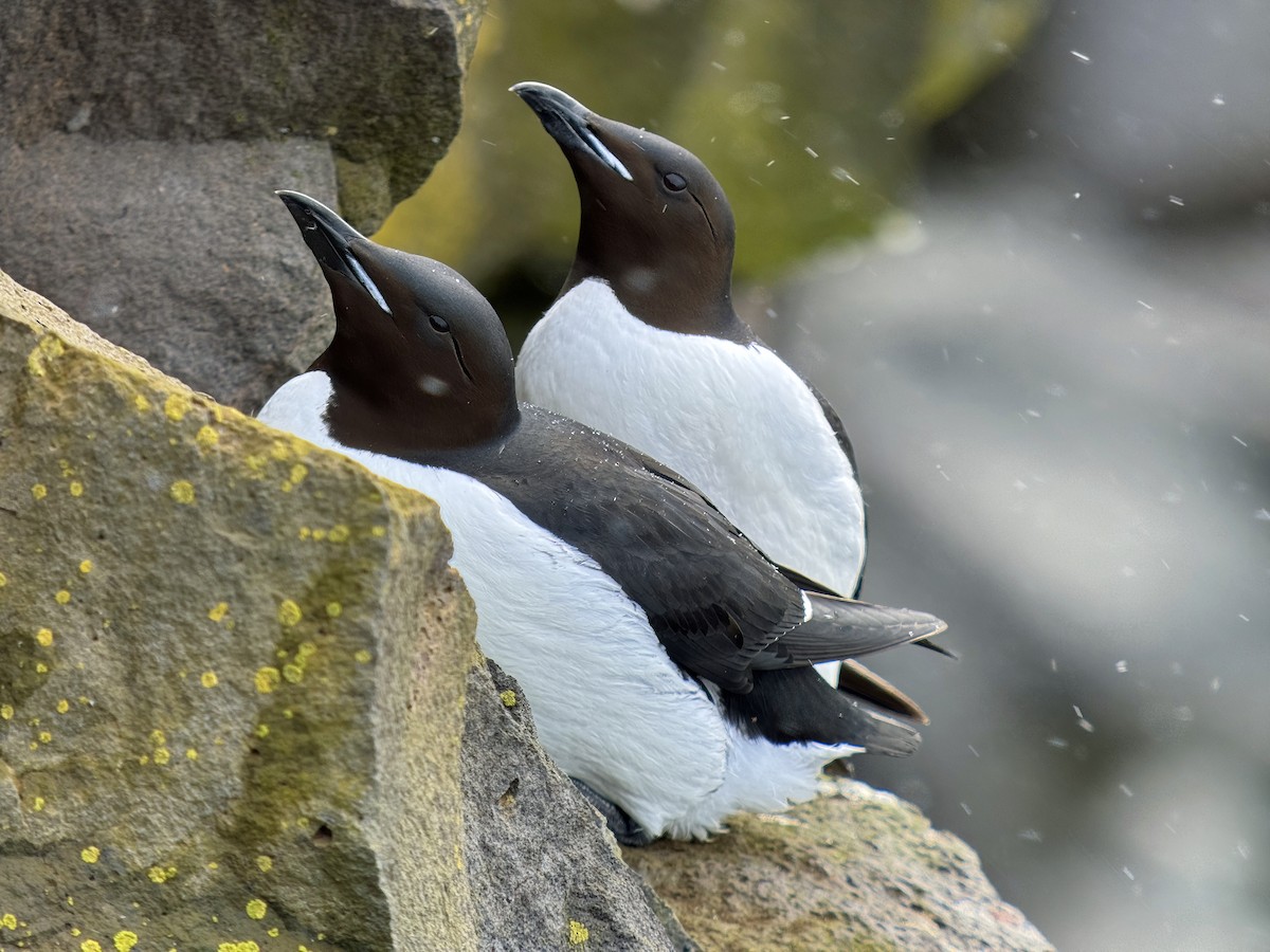 Thick-billed Murre - ML620582239