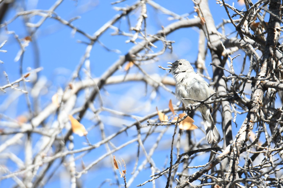 Gray Vireo - Ezekiel Dobson