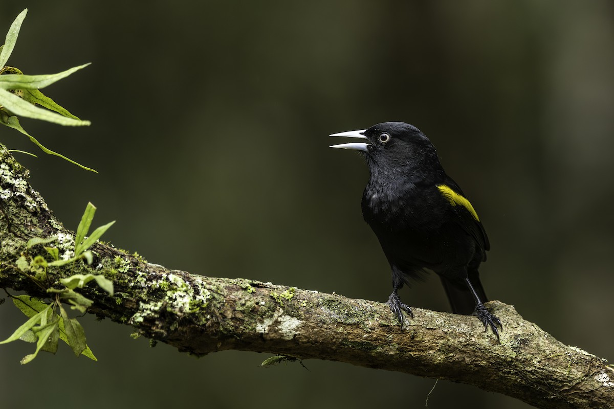 Variable Oriole - ML620582255