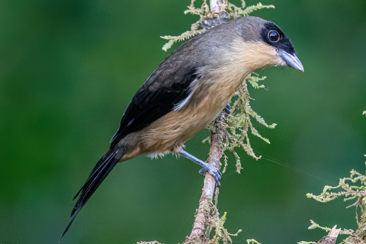 Black-goggled Tanager - ML620582257