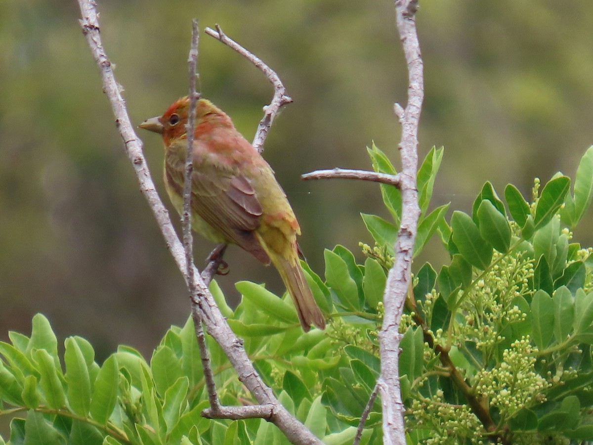 Summer Tanager - ML620582259