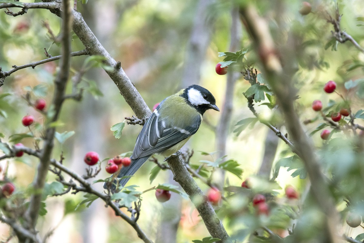 Great Tit - ML620582260