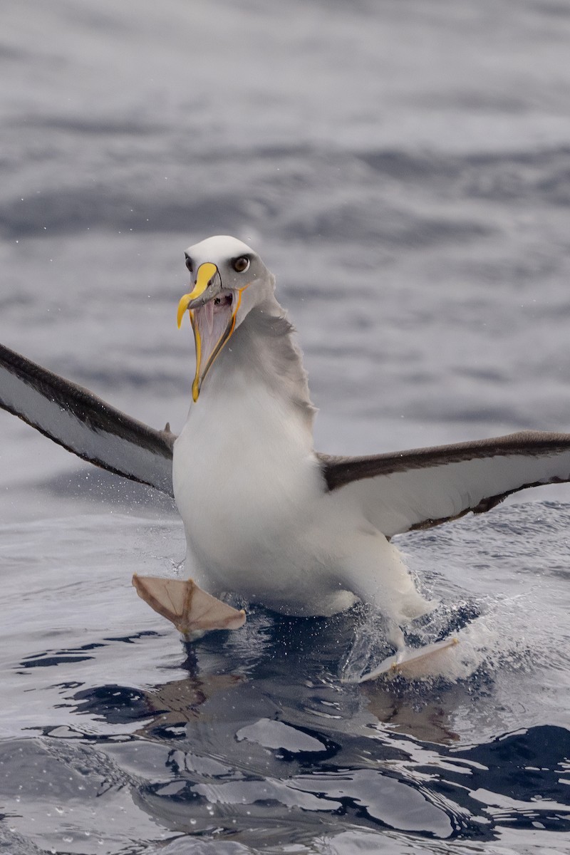 Buller's Albatross - ML620582262