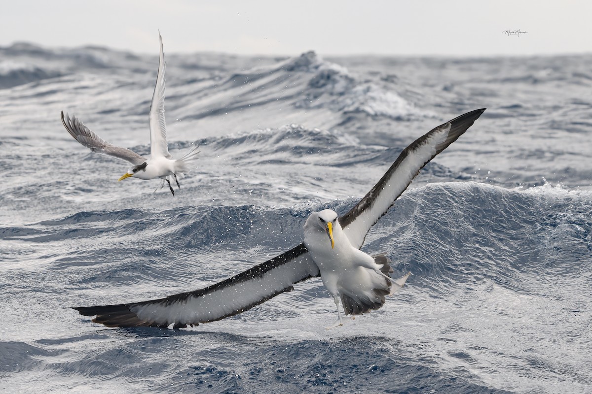 Buller's Albatross - ML620582264