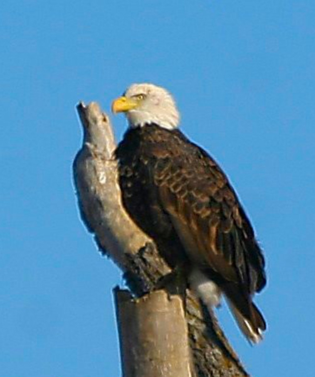 Bald Eagle - ML620582277