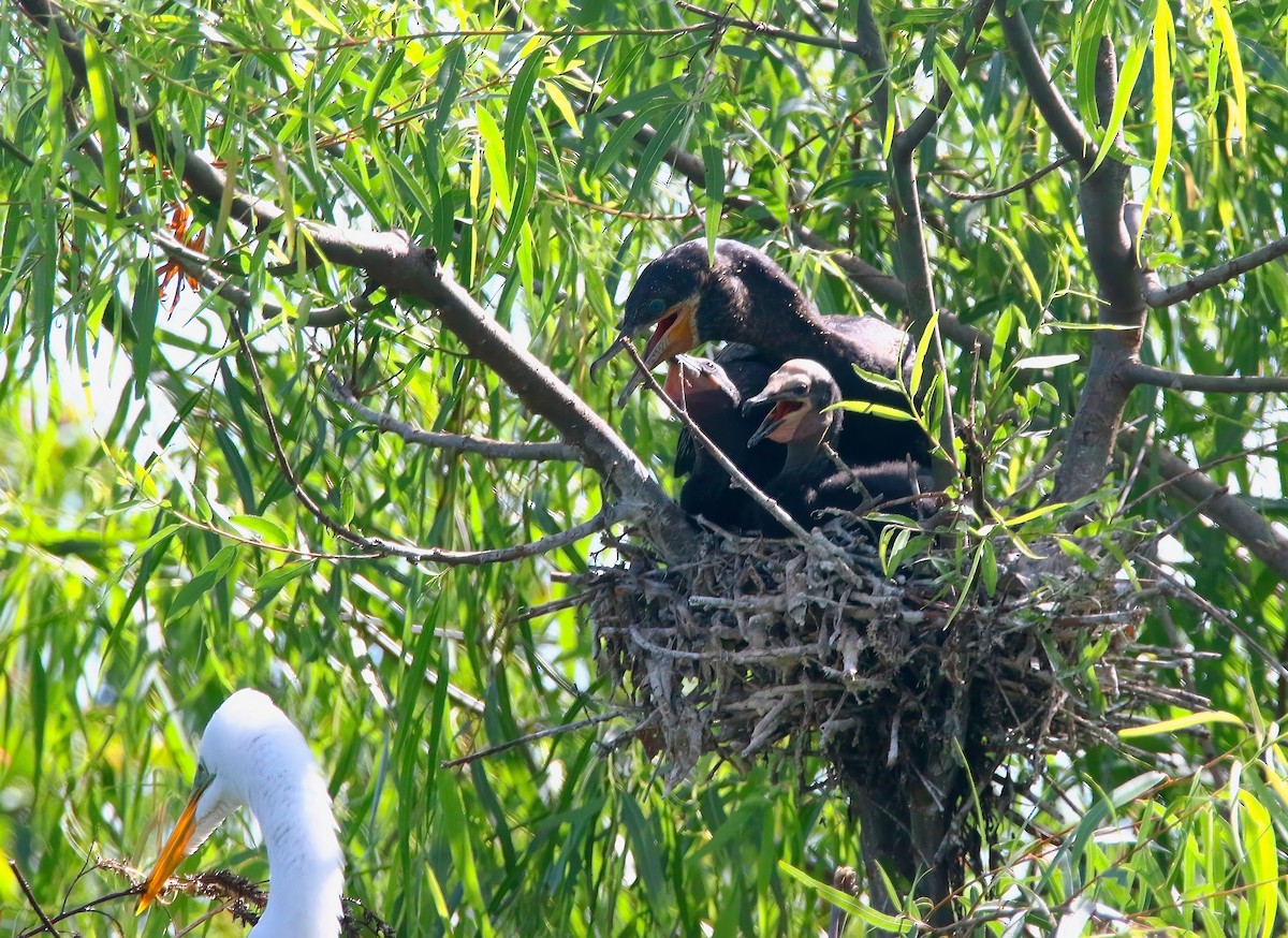 Neotropic Cormorant - ML620582279