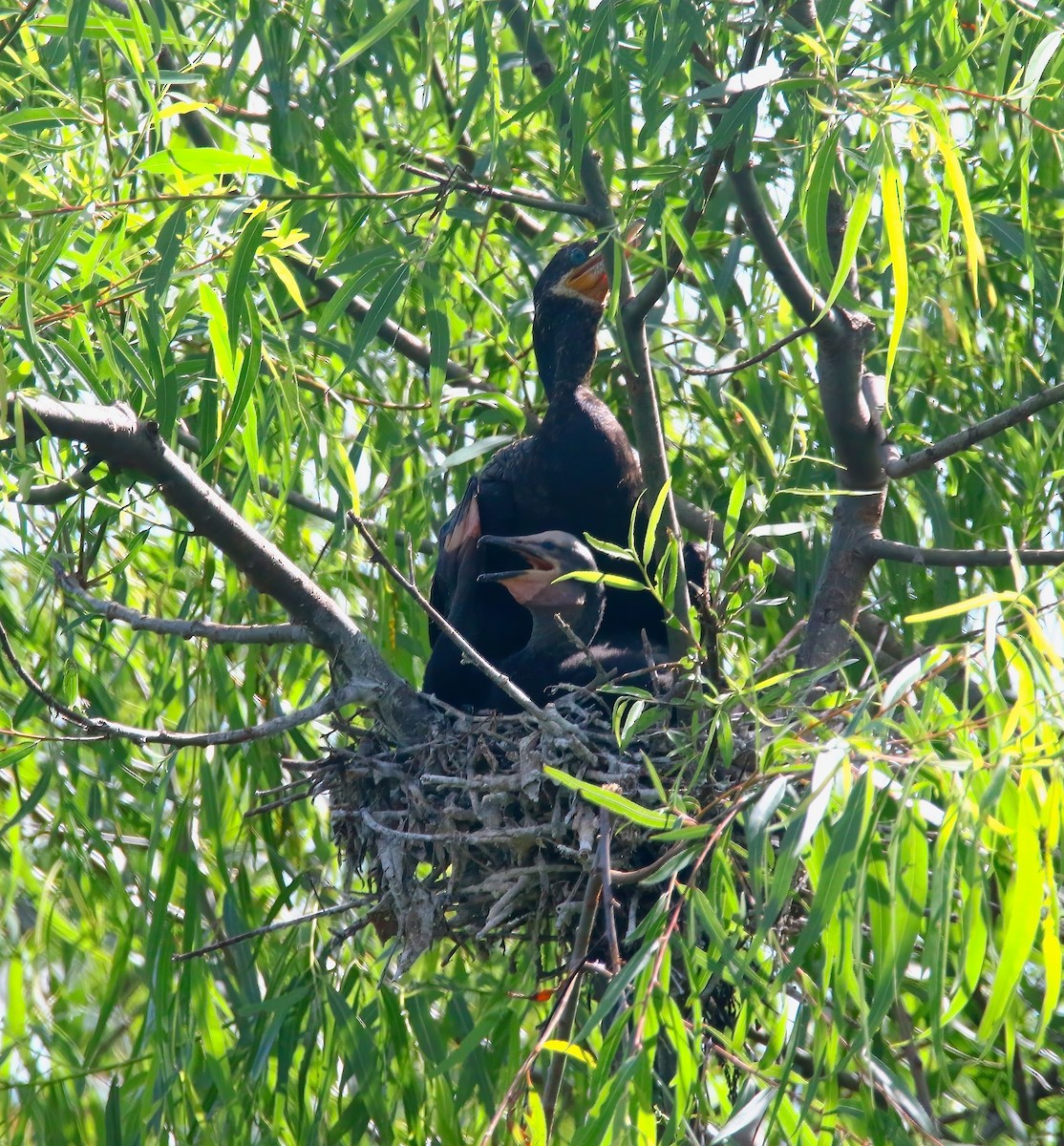 Neotropic Cormorant - ML620582280