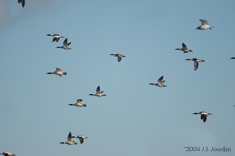 Common Merganser - Jerome Jourdan