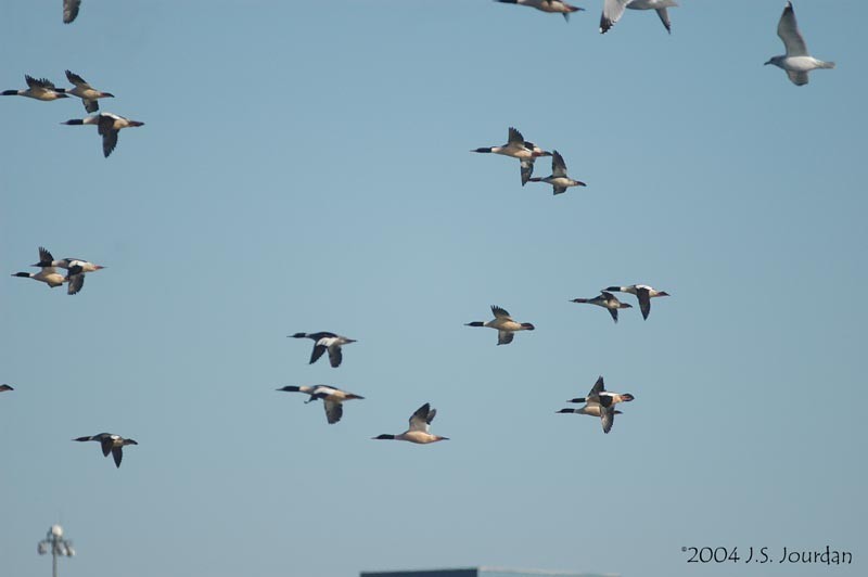 Common Merganser - Jerome Jourdan