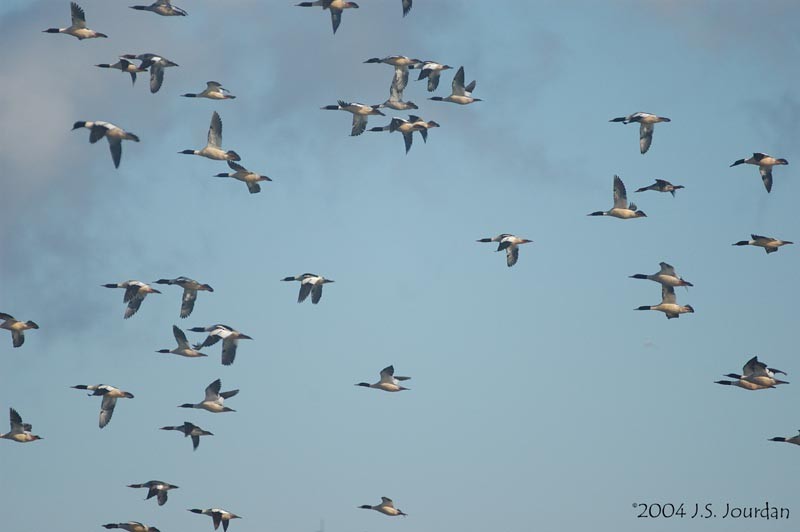 Common Merganser - ML620582288