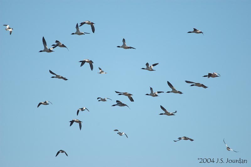 Common Merganser - ML620582291