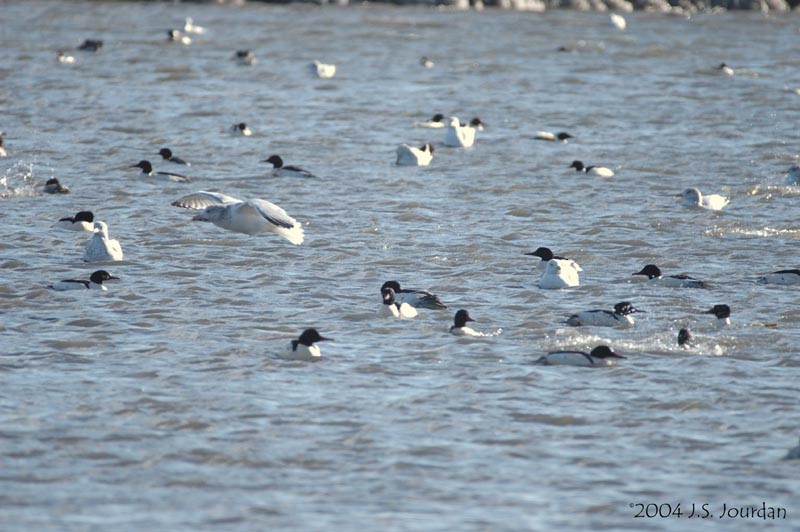 Common Merganser - ML620582293