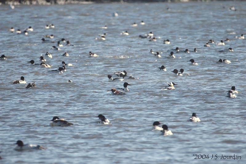 Common Merganser - ML620582294