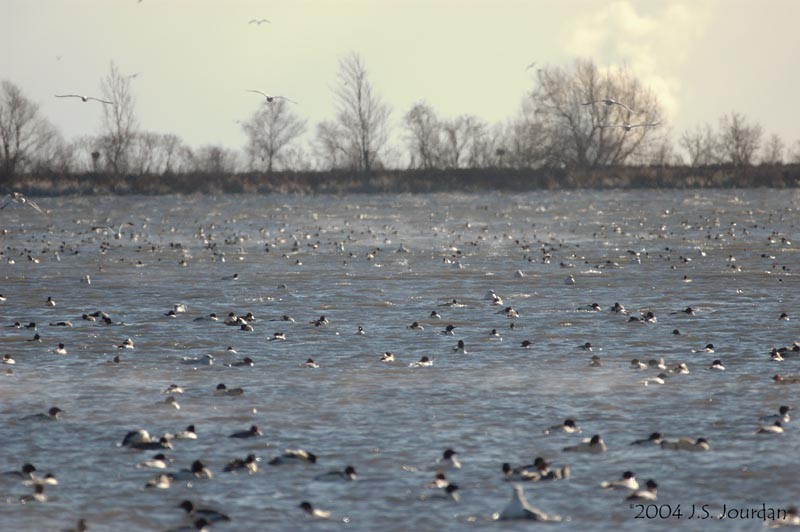 Common Merganser - ML620582295