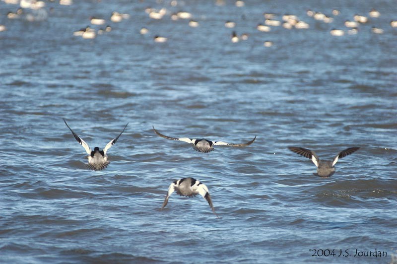 Common Merganser - ML620582296