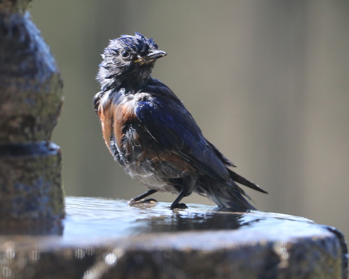 Western Bluebird - ML620582299