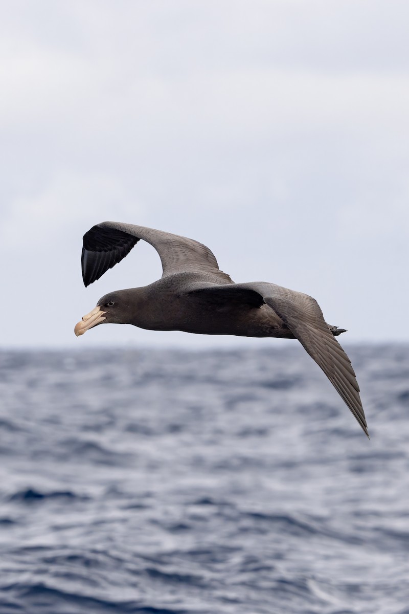 Northern Giant-Petrel - ML620582300