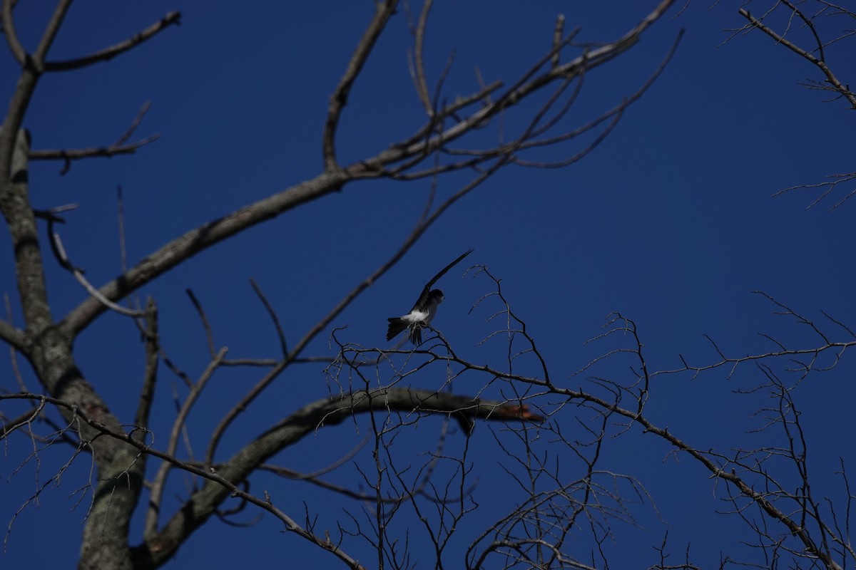 Tree Swallow - ML620582304